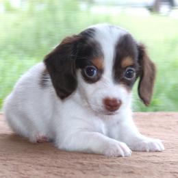 Milo Purebred DNA Tested Parents Health Certified Family Raised - Piebald male Dachshund puppy in Haines City, Florida from Divine Poodle Paradise Standard Poodles & Divine Dachshunds