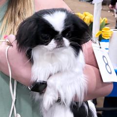 Soleil - Japanese Chin