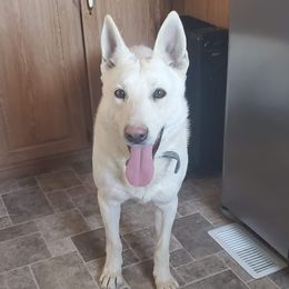 Yas - German Shepherd