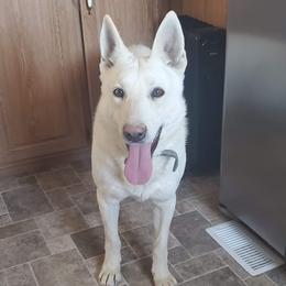 Yas - German Shepherd