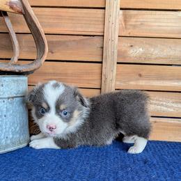 Rory Gilmore - Blue female Pembroke Welsh Corgi puppy in Shawnee, Oklahoma from Sunray Ranch