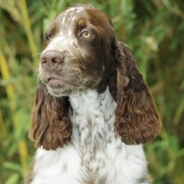 English Springer Spaniel Puppies from RoseMarie James Springer Spaniels