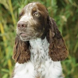 English Springer Spaniel Puppies from RoseMarie James Springer Spaniels