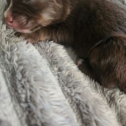 Miniature Australian Shepherd and Toy Australian Shepherd Puppies from Kinsley's Cuties & SouthPaw Creations