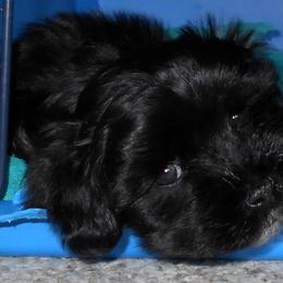 Havanese Puppies from Court Jester Havanese