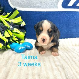 Taima - Light Blue Collar - Black rust and white female Bernese Mountain Dog puppy in Ravensdale, Washington from Raven Rock Puppies