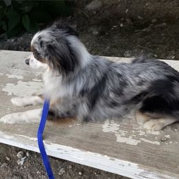 Miniature American Shepherds and Toy Australian Shepherds from Millers Minnie Aussies- and Toys!
