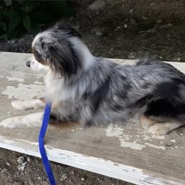 Miniature American Shepherds and Toy Australian Shepherds from Millers Minnie Aussies- and Toys!