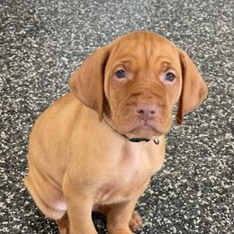 Vizsla Puppies from Nicole Lanie's Viszla