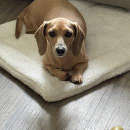 Whiskey - Dachshund