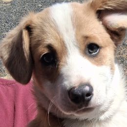 Pembroke Welsh Corgis from Colcord Corgi's