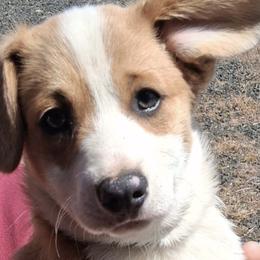 Pembroke Welsh Corgis from Colcord Corgi's
