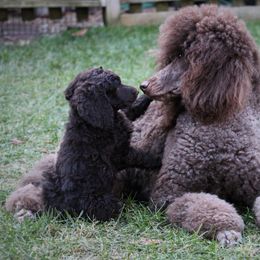 Poodle Puppies from Piccolo's Poodles