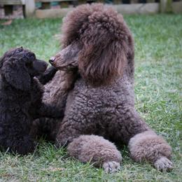 Poodle Puppies from Piccolo's Poodles