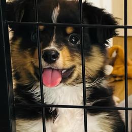 Stark - Black tri male Toy Australian Shepherd puppy in Luling, Texas from Little Wood Toy and Mini Aussies