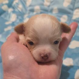 Astro - Gold and white male Chihuahua puppy in Kyle, Texas from joy of chihuahuas tx