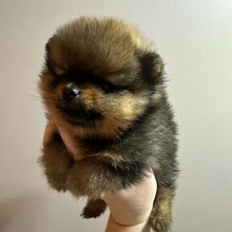 Jack - Orange sable male Pomeranian puppy in Waterloo, Indiana from Garcias Pomeranian