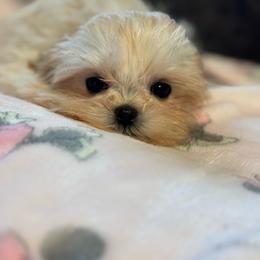 Baby Girl - Cream and white female Shih Tzu puppy in Walnut Ridge, Arkansas from Maltese Madness by Shannon Smith