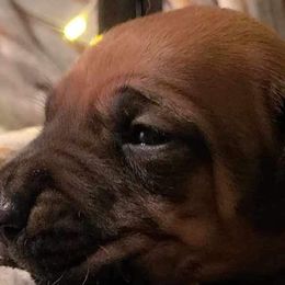 Girl 3 - Rd whtn blk nose Rhodesian Ridgeback puppy in Cary, Illinois from Blyde River Rhodesian Ridgebacks