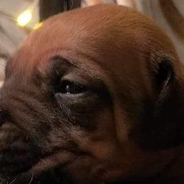 Girl 3 - Rd whtn blk nose Rhodesian Ridgeback puppy in Cary, Illinois from Blyde River Rhodesian Ridgebacks