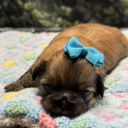 Hunter - Sable male Shih Tzu puppy in Mesa, Arizona from House of Zen Shihtzus