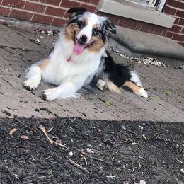 Australian Shepherd All Grown Up from Spunky Farms Aussies