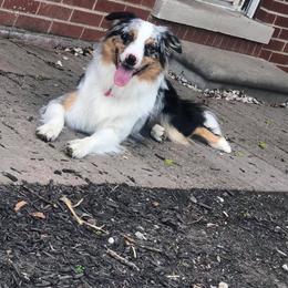 Australian Shepherd All Grown Up from Spunky Farms Aussies