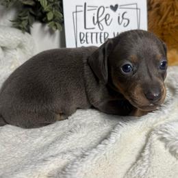 Winston - Blue and tan male Dachshund puppy in Gerber, California from Red Dirt Doxies