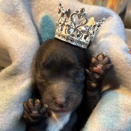 Girl 2 - Black and white female Shihpoo puppy in Cottondale, Florida from Pat’s precious puppies