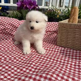 Girl 1 Purple collar - White female Samoyed puppy in Glasgow, Kentucky from Bluegrass Samoyeds