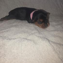 Pink Girl - Black and tan female Yorkshire Terrier puppy in St. Louis, Missouri from Yorkieville - Shih Tzu Nation