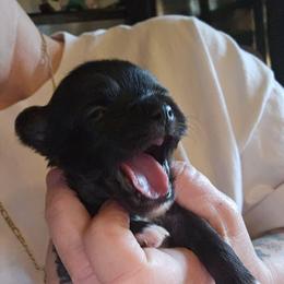 Zora - Black and white female Chihuahua puppy in Springfield, Missouri from Casadelopez Tails