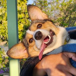 Autumn - Pembroke Welsh Corgi