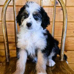 Jett - Black tri-color male Aussiedoodle puppy in Lancaster, Minnesota from Wilson Cattle Co.