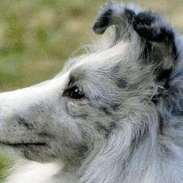 Shetland Sheepdogs from BiWay Shelties