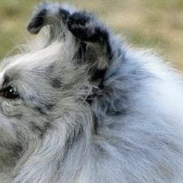 Shetland Sheepdogs from BiWay Shelties