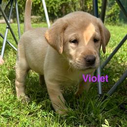Violet - Yellow female Labrador Retriever puppy in Rock Hill, South Carolina from North Star Retrievers