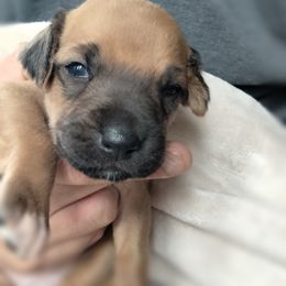 Peanut - Wheaten blk nose female Rhodesian Ridgeback puppy in Alabama from Celtic Lore Ridgebacks