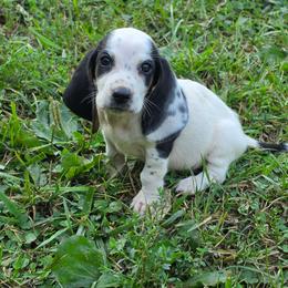 Squirtle - Black tan and white male Basset Hound puppy in Lebanon, Ohio from Golden Acres D & B