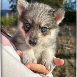 Five-Card Draw (aka Casino) - Wolf sable male Pomsky puppy in St. Maries, Idaho from Runamok Farm
