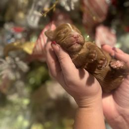 Jingle - Red male Bernedoodle puppy in Alabama from Peach & Pawmetto Doodles