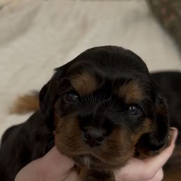 Cavalier King Charles Spaniel Puppies from Fern Valley Cavaliers