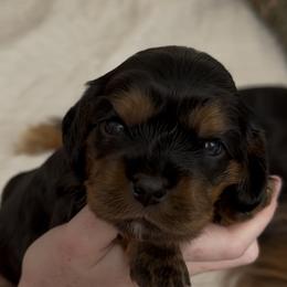 Cavalier King Charles Spaniel Puppies from Fern Valley Cavaliers