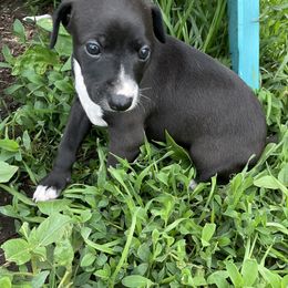 Girl 1 - White and black Italian Greyhound puppy in Winfield, Kansas from F&M Italian Greyhounds