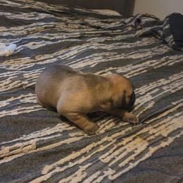 Fawn male with white chest - Fawn male Mastiff puppy in Racine, Wisconsin from FrontlineK9 Boarding & Training LLC