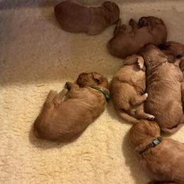 Boy 2 - male Golden Retriever puppy in Groton, New York from Thornfield Farm Goldens