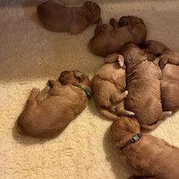 Boy 2 - male Golden Retriever puppy in Groton, New York from Thornfield Farm Goldens