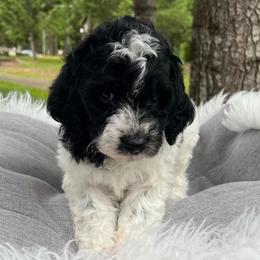 Fennel - Black and white female Aussiedoodle puppy in Clarkston, Washington from Doodle & Poodle Palace