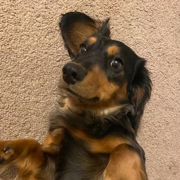 Dachshunds from Smithsdoxies