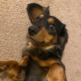 Dachshunds from Smithsdoxies